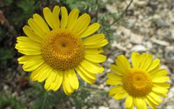 Anthemis tinctoria