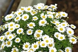Argyranthemum frutescens, Strauchmargerite, Lubera
