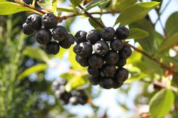 Aronia Apfelbeeren Hugin Lubera
