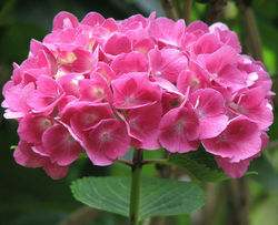 hortensia commun acheter