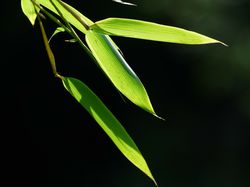 Acheter des plants de bambou