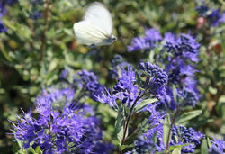 Caryopteris acheter