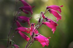 Penstemon &agrave; acheter, Penstemon, Lubera