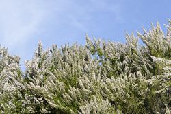 Baumheide kaufen Lubera