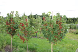 photo Beerenst&auml;mmchen Johannisbeeren Hochstamm Lubera