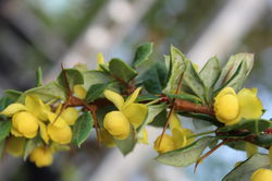 Warzen-Berberitze bl&uuml;ht gelb Lubera Berberitze