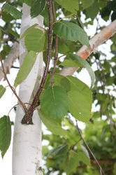 photo Betula Shop