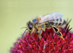 Bienenfreundliche Str&auml;ucher kaufen, Lubera