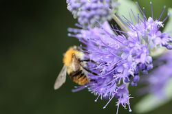 Acheter des engrais verts jach&egrave;re fleurie mellif&egrave;re jardinerie en ligne Lubera 