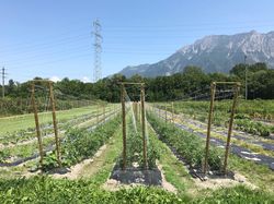 Sélection variétale de tomates, installation expérimentale de légumes, sélection variétale pour le jardin