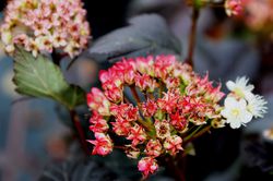 Physocarpe Diabolo, haie fleurie