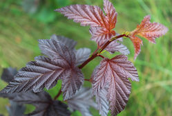 photo Blasenspiere kaufen Lubera Online Shop