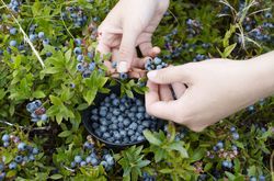 heidelbeeren pflcken