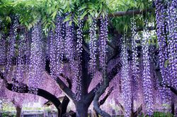 Japanischer glycine (Wisteria, glycine)