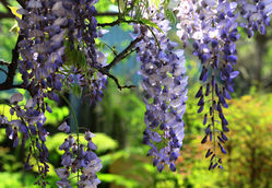 Wisteria Blauregen kaufen
