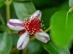 Feijoa Acca sellowinana Ananasguave Lubera