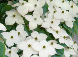 Acheter un cornouiller &agrave; fleurs chez Lubera