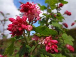 Johannisbeeren Pflanzen Lubera, blutjohannisbeeren kaufen