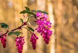 photo Blutjohannisbeeren kaufen, pflanzen pixabay