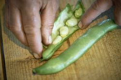 F&egrave;ves, f&eacute;verole, vicia fabam De la plate-bande &agrave; la cuisine, roses et f&egrave;ves, Sabine Reber, St&ouml;h Gr&uuml;nig