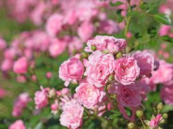 Acheter des rosiers buissons chez Lubera