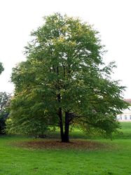 photo Lebkuchenbaum kaufen Katsurabaum (Cercidiphyllum japonicum) Lubera