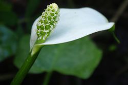 Plantes de bassin Calla palustris