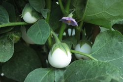 Graines Aubergine Casper Jardinerie Lubera 