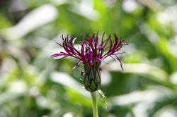 Centaur&eacute;e, centaurea Lubera