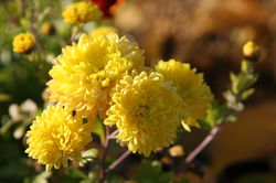 Chrystanth&egrave;mes vivaces Chrysanthemum Lubera