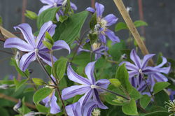 photoclematis kaufen Lubera Online Shop