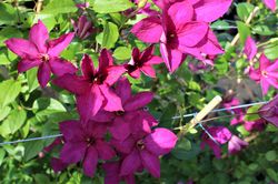 Clematis viticella fleurit en rouge