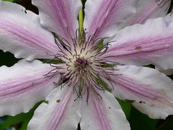 Clematis Waldrebe