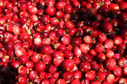 Acheter des plants de cranberries / acheter des canneberges &agrave; gros fruits chez Lubera 