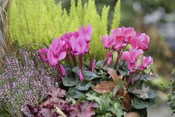 photo Alpenveilchen Cyclamen Lubera