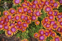 Delosperma