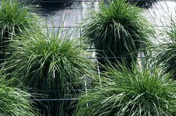 Acheter une Deschampsia cespitosa 