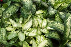 Dieffenbachia ohne gelbe Blatter