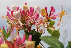 Acheter des plantes grimpantes parfum&eacute;es