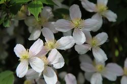 Acheter des plantes grimpantes parfum&eacute;es