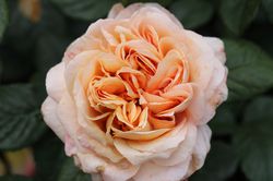 Edelrosen kaufen Nostalgie-Edelrose Capri Lubera