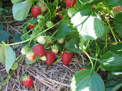 Acheter des fraisiers non remontants, fraisier Malvina Lubera