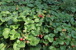 Bodendeckererdbeeren Schweizerland Lubera