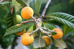 N&eacute;flier du Japon Eriobotrya japonica