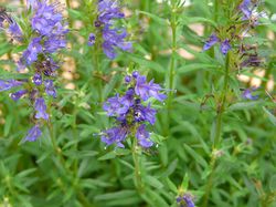 Hysope officinal (Hyssopus officinalis) - Acheter de l