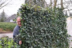 Fertighecke, Fertighecke mit Efeu alle Gr&ouml;ssen im Vergleich (mit Markus)