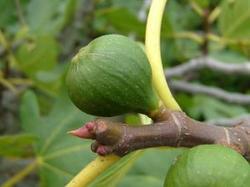 Acheter un figuier sur la jardinerie en ligne Lubera