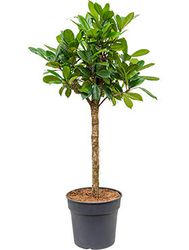 Ficus cyathistipula Afrikanischer Feigenbaum Lubera