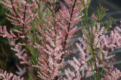 Tamariske kaufen Lubera Bl&uuml;ht rosa im Mai