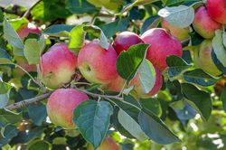 Pomme d &eacute;t&eacute; Paradis Julka Lubera 